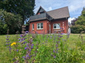 Rotdorn in Wieck Am Darß